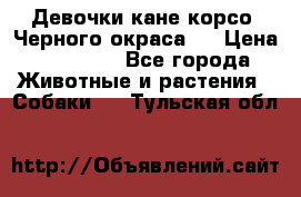 Девочки кане корсо. Черного окраса.  › Цена ­ 65 000 - Все города Животные и растения » Собаки   . Тульская обл.